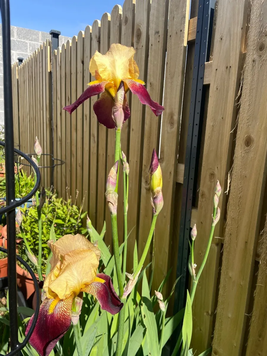 Various garden plants - Image 3