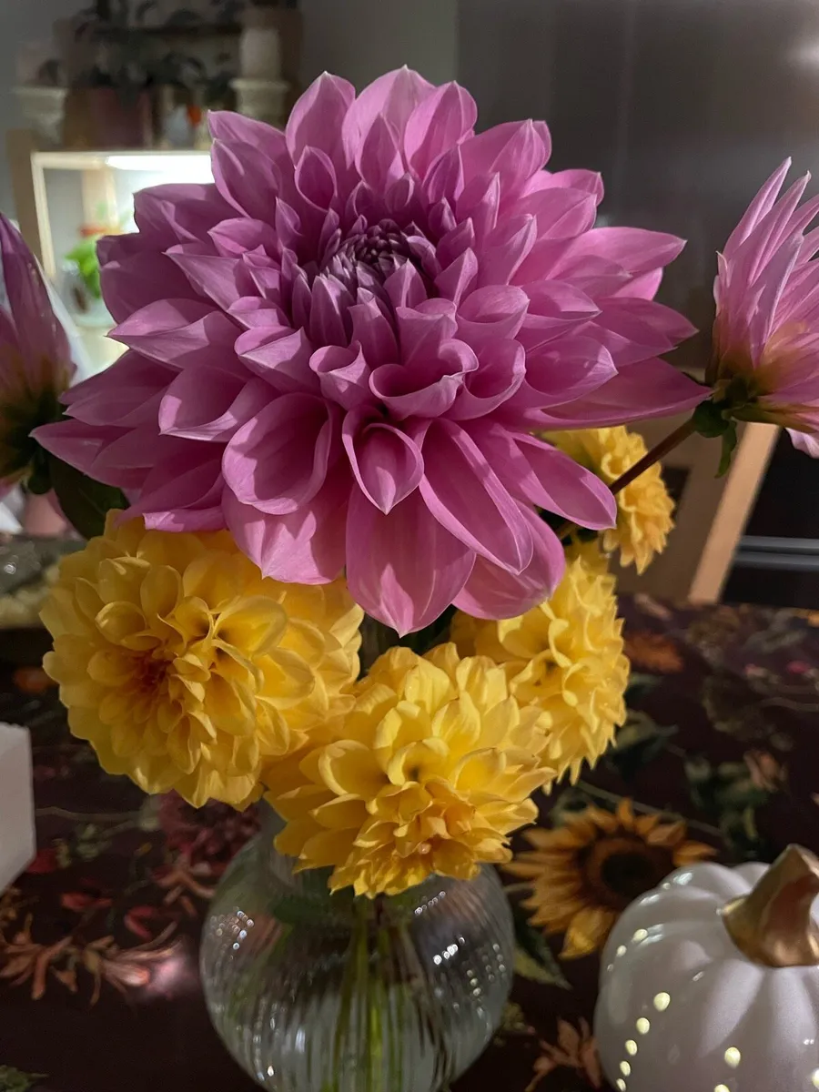Various garden plants - Image 4