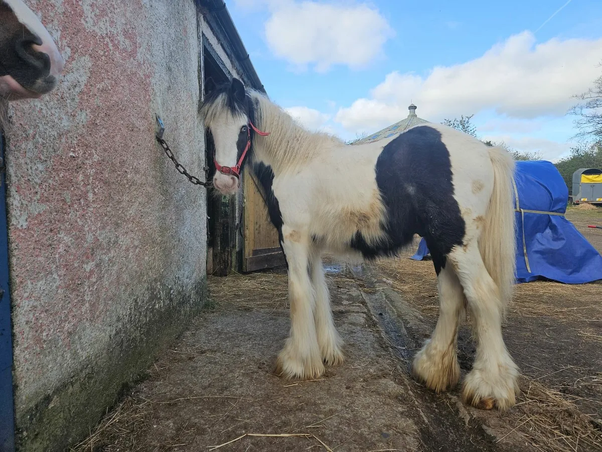 yearling colt - Image 1