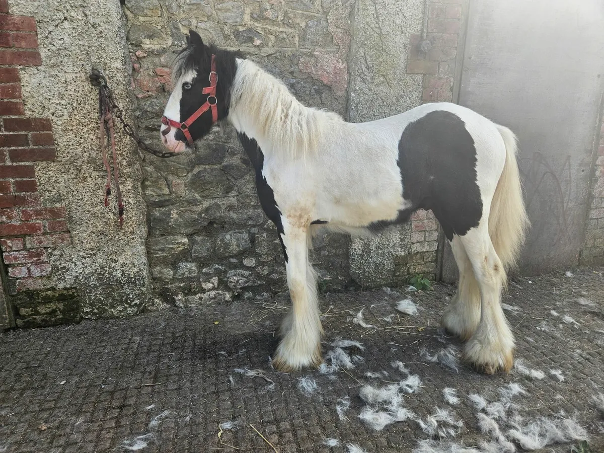 yearling colt - Image 2
