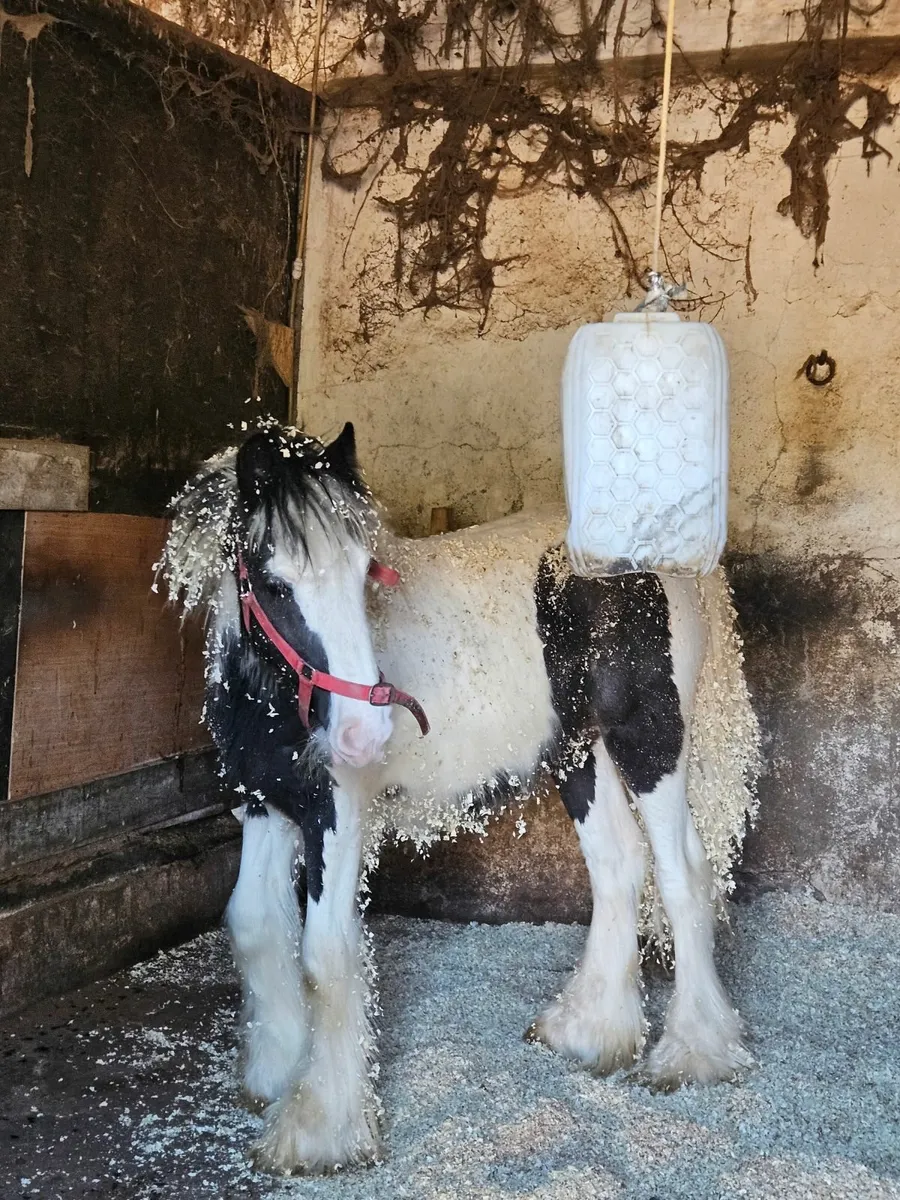 yearling colt - Image 3