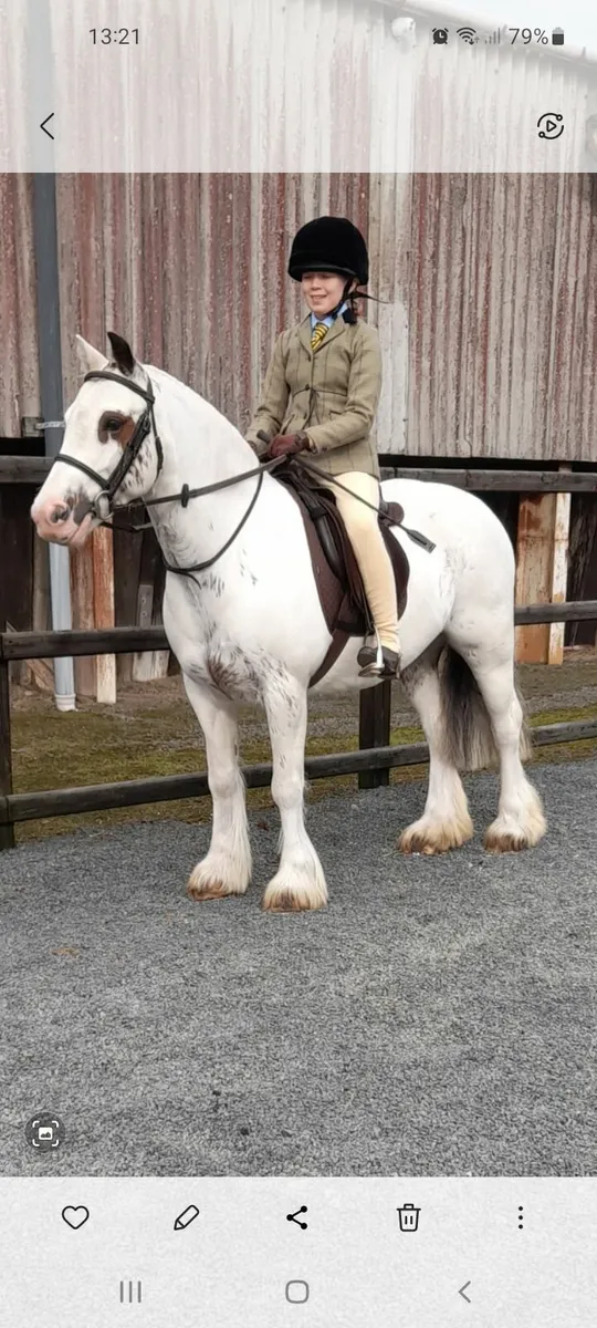 Pony 13.1 mare - Image 1