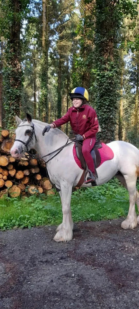 Pony 13.1 mare - Image 2