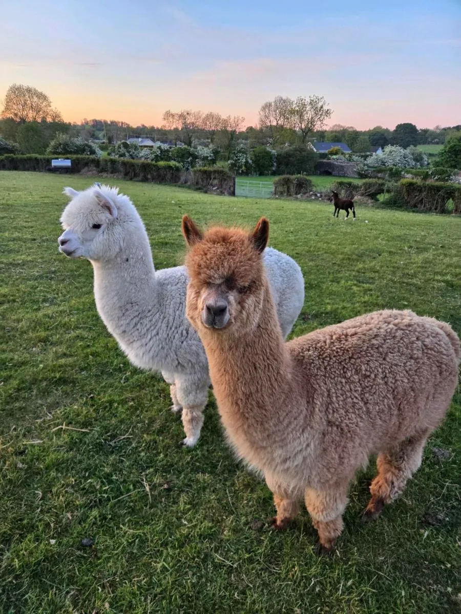 Alpacas - Image 1