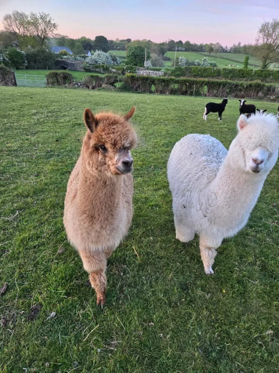 Alpacas - Image 2