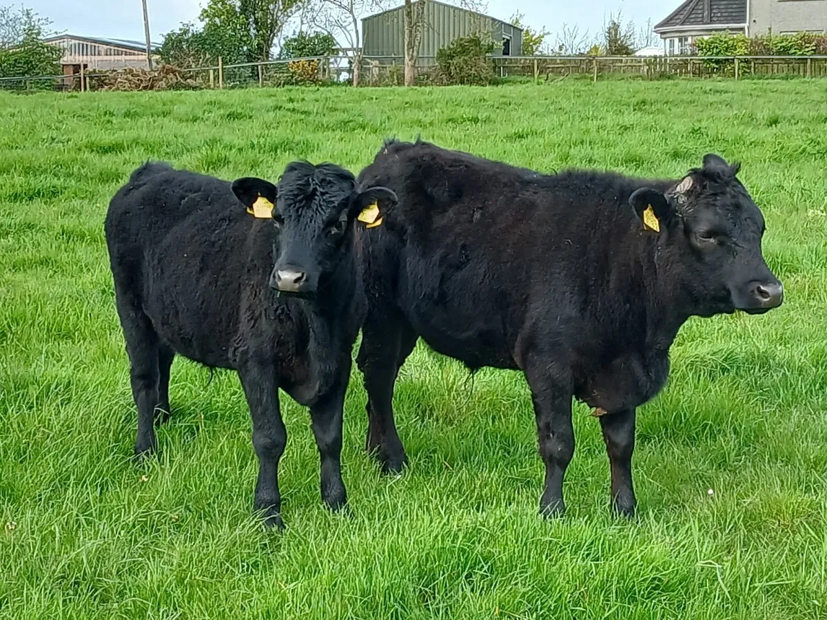 Dexter cattle - Image 1