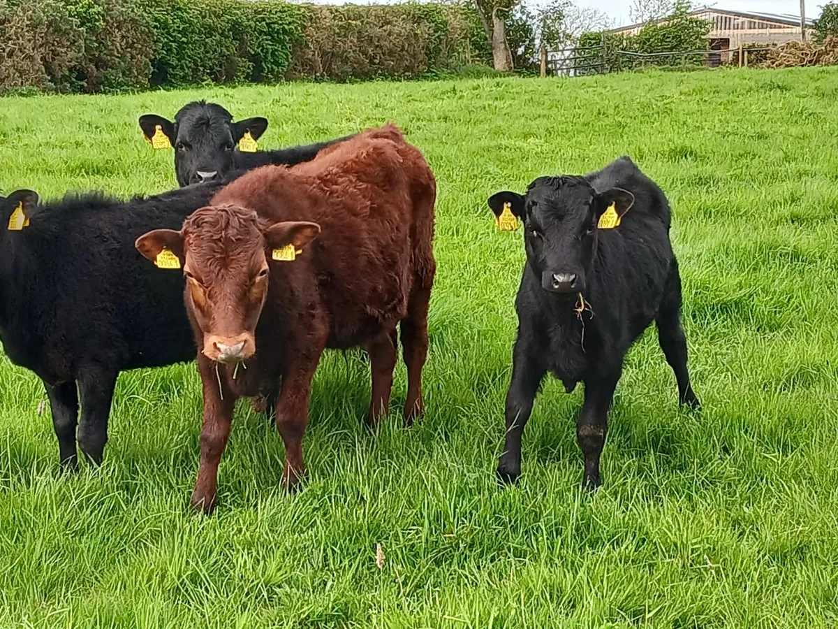 Dexter cattle - Image 2