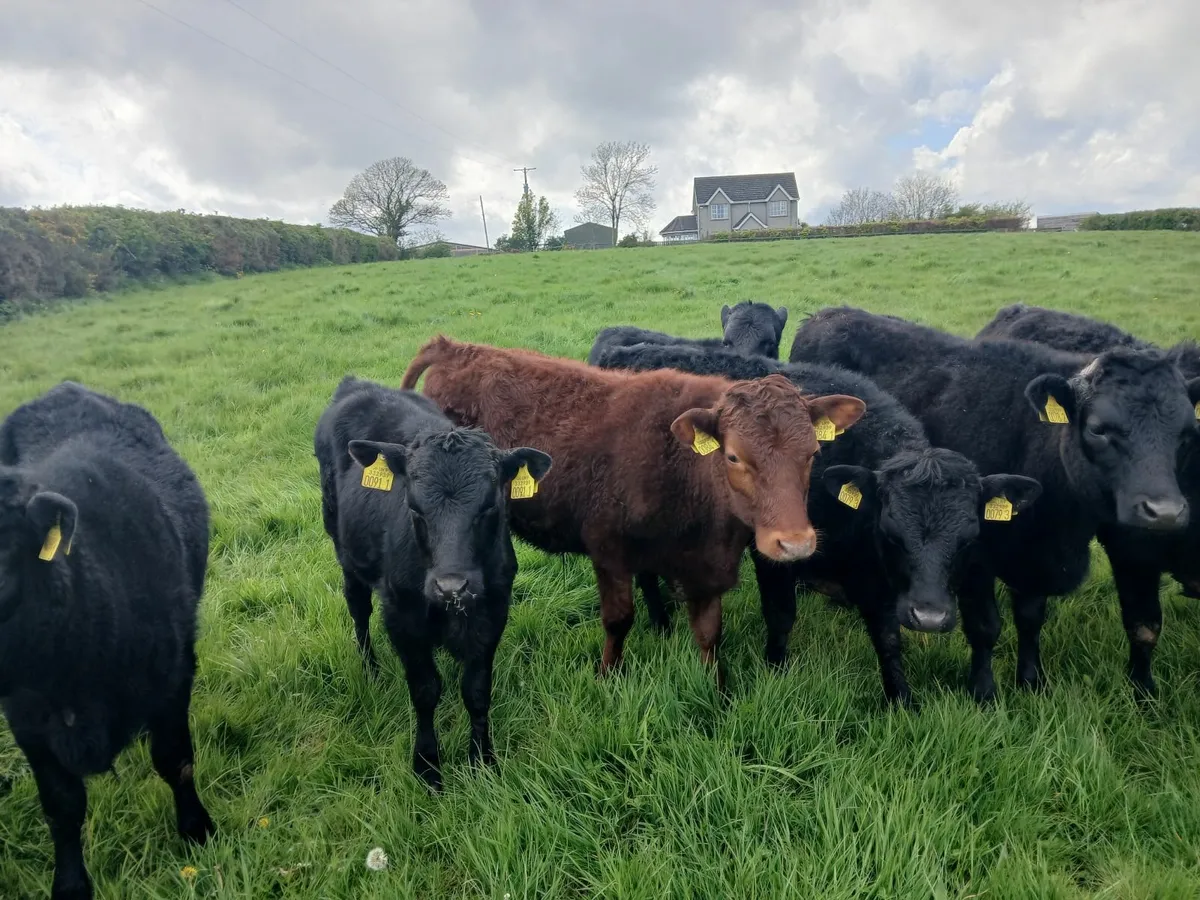 Dexter cattle - Image 3