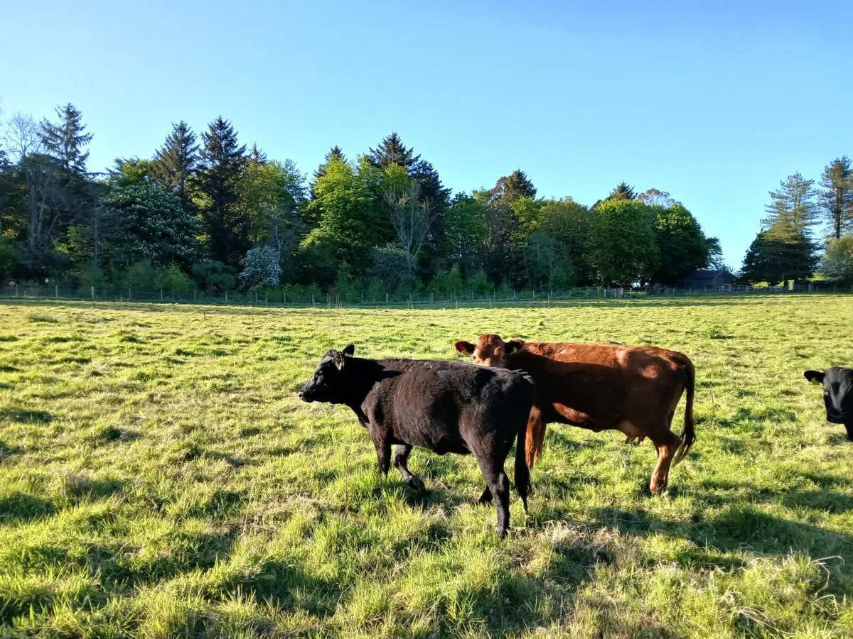 Dexter cattle - Image 4