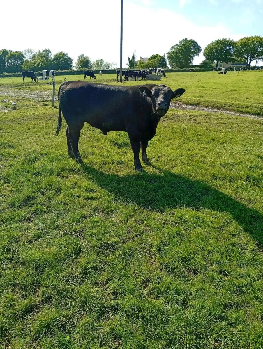 Angus bull for sale - Image 1
