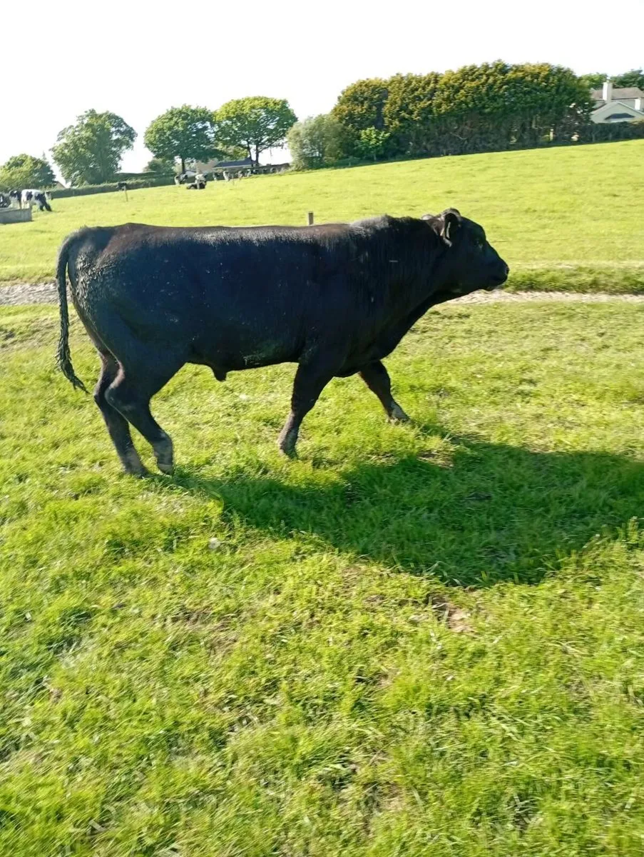 Angus bull for sale - Image 2