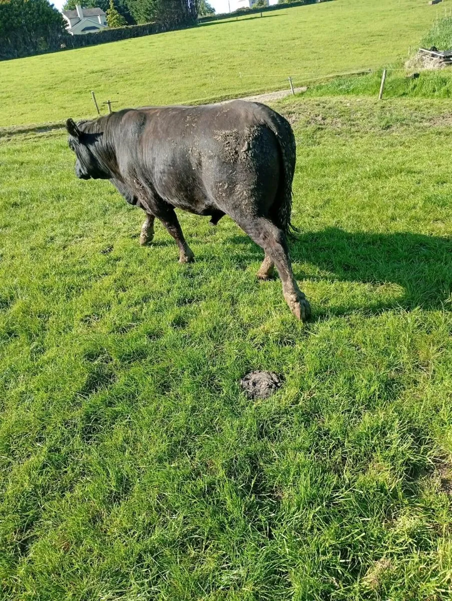Angus bull for sale - Image 3