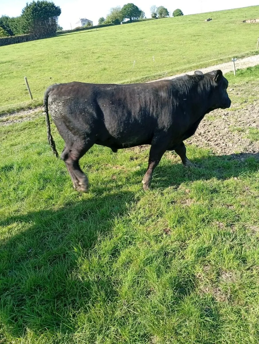 Angus bull for sale - Image 4