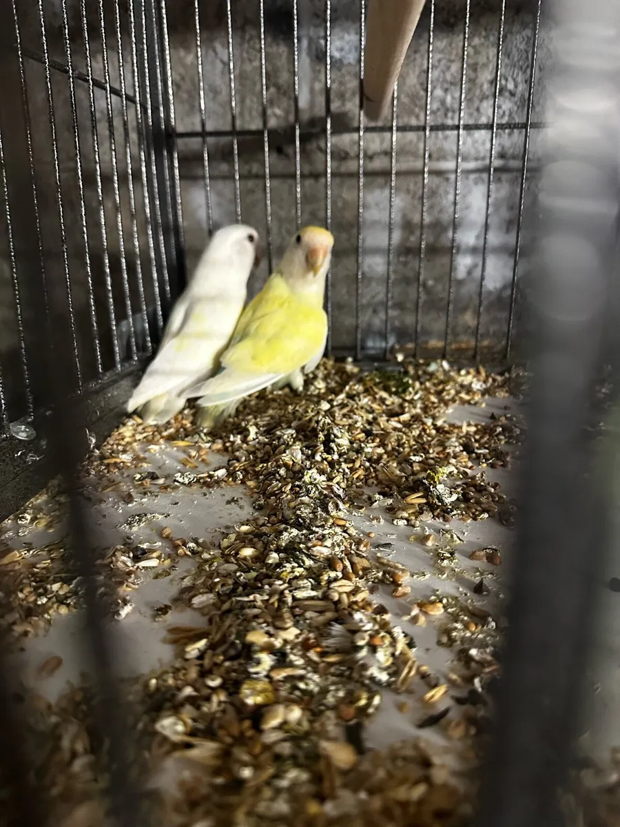 Lovebirds - Image 1