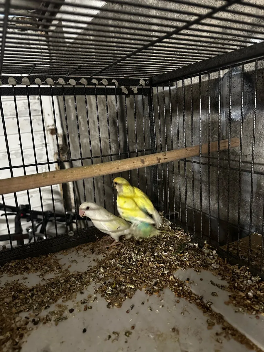 Lovebirds - Image 2
