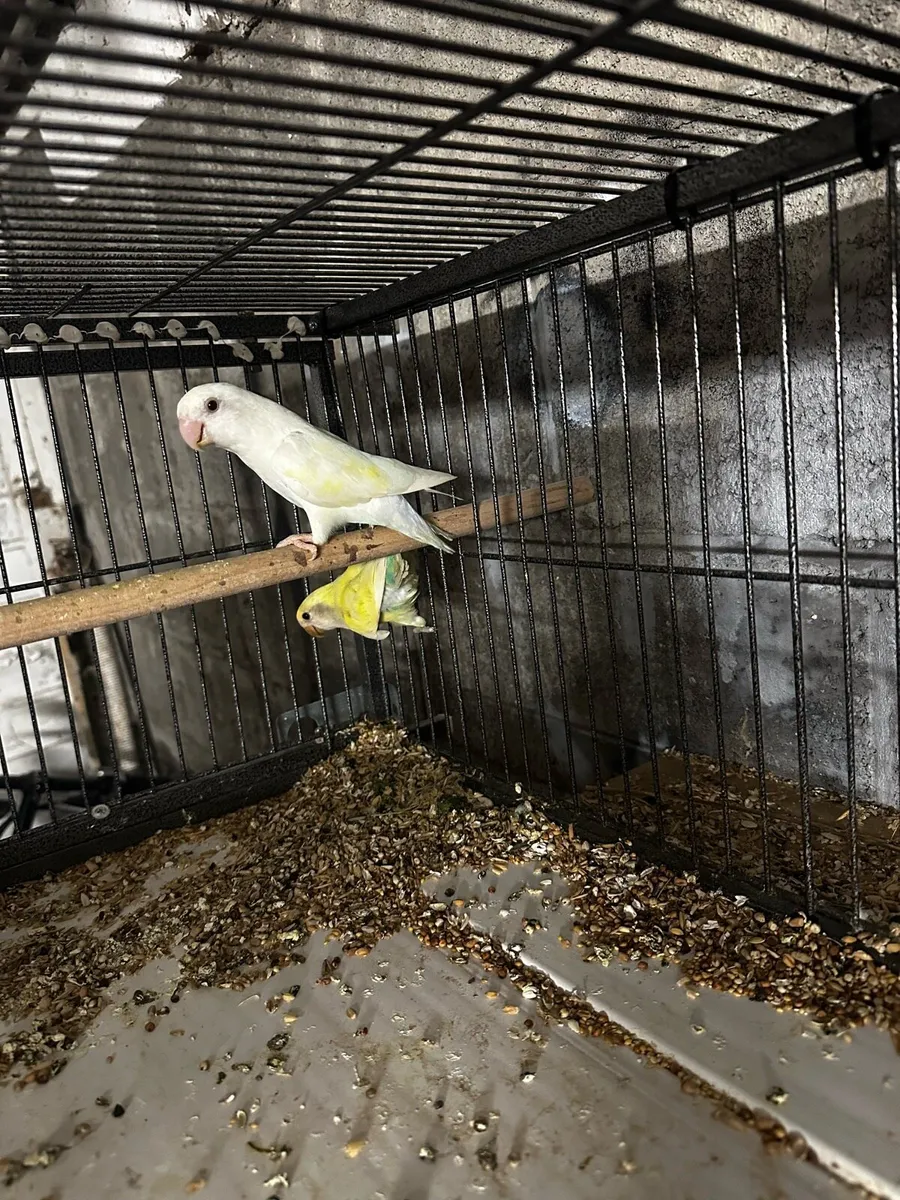 Lovebirds - Image 4