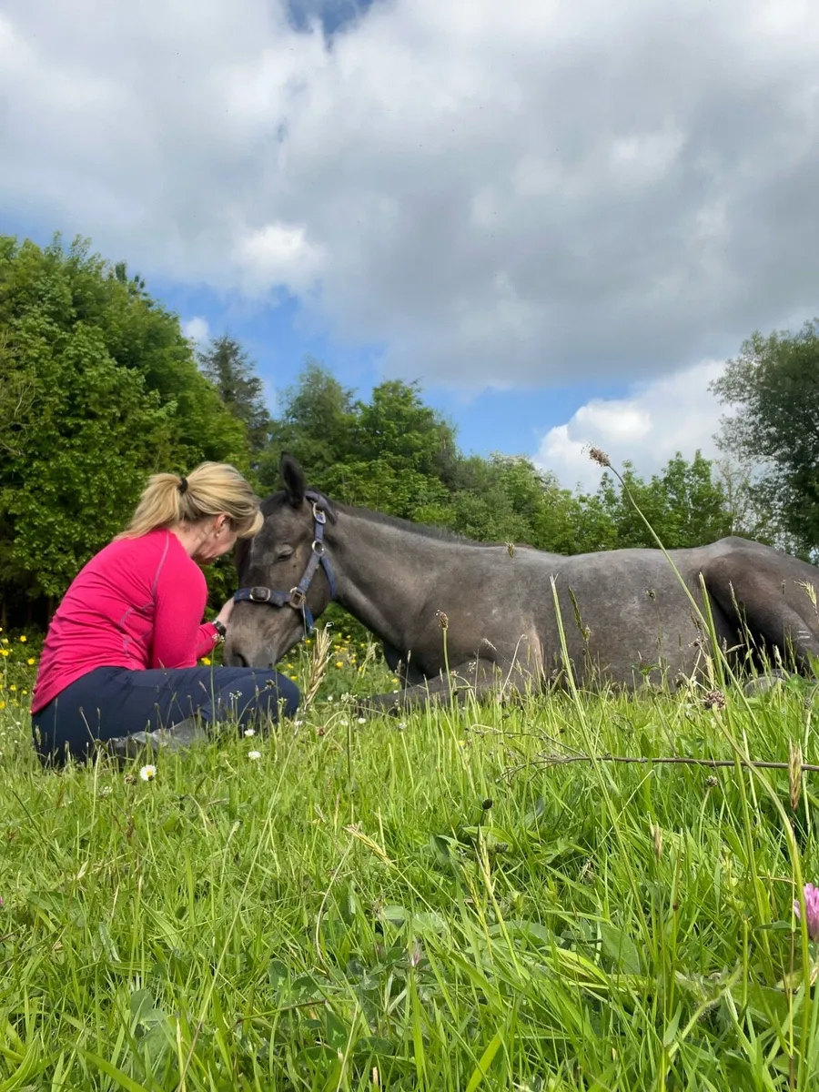 2 year old 14 3 at present filly - Image 1