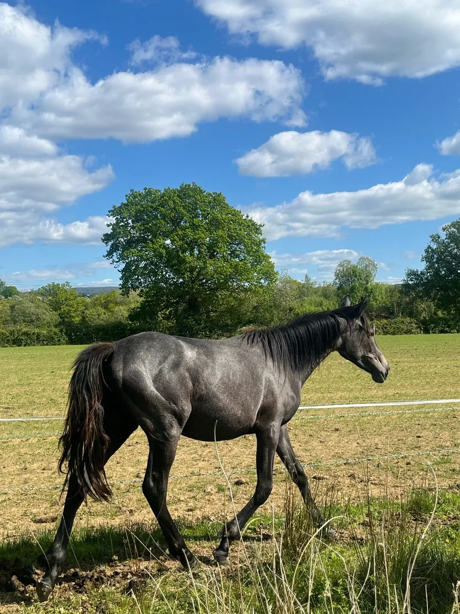 2 year old 14 3 at present filly - Image 2