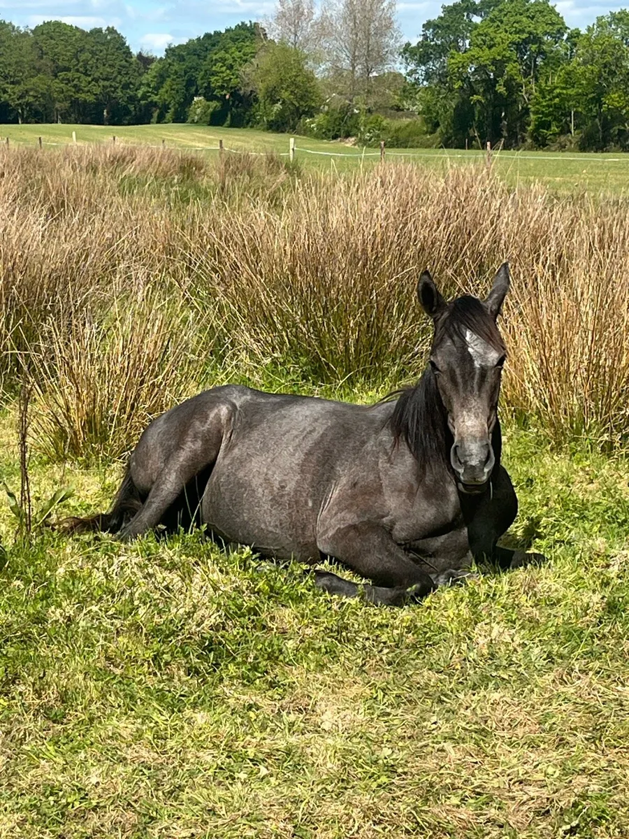 2 year old 14 3 at present filly - Image 4