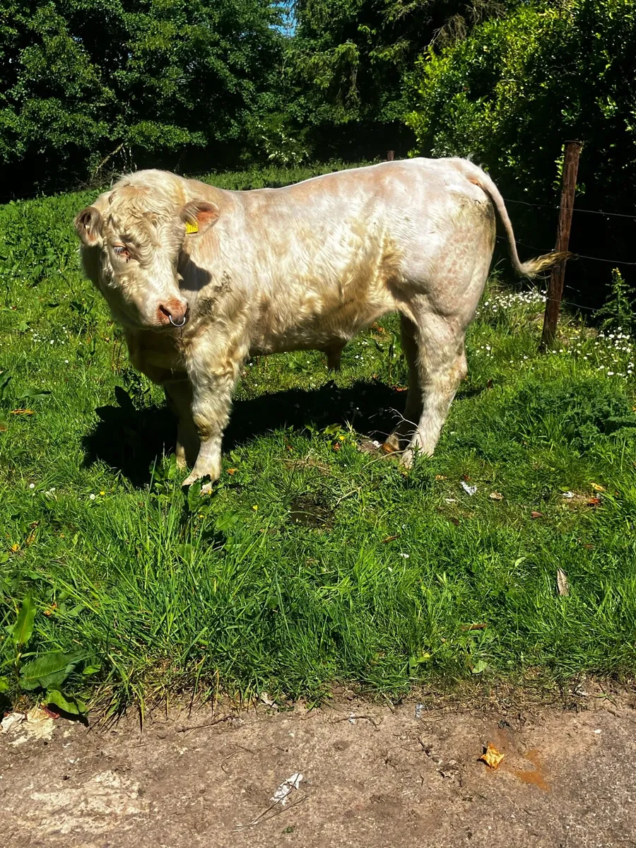 Ch bull - Image 1