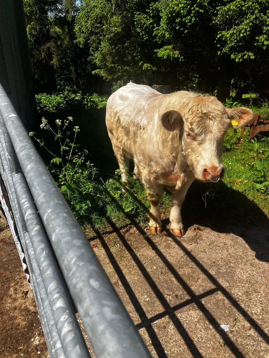 Ch bull - Image 3