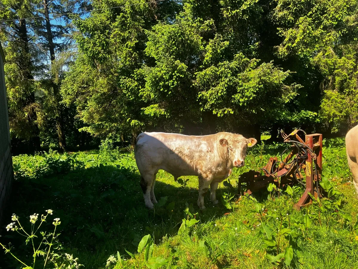 Ch bull - Image 4