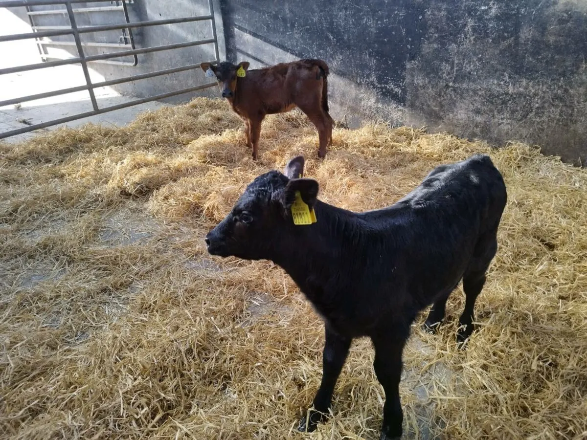 2 Angus heifer calves - Image 1