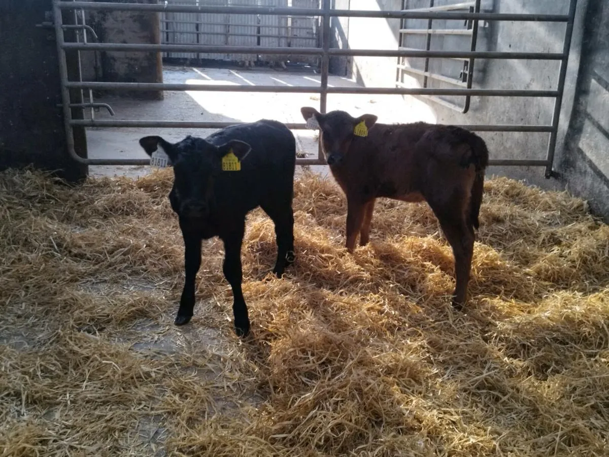 2 Angus heifer calves - Image 2