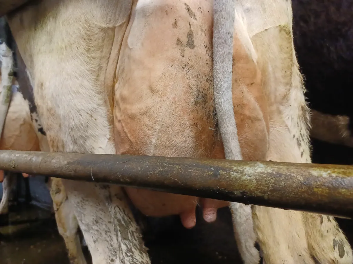 Dairy cartle - Image 1