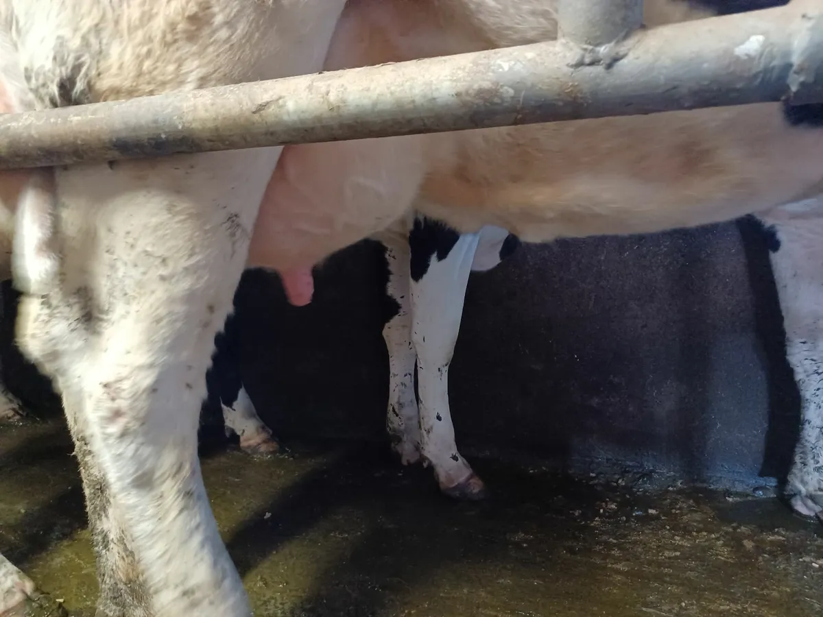 Dairy cartle - Image 2