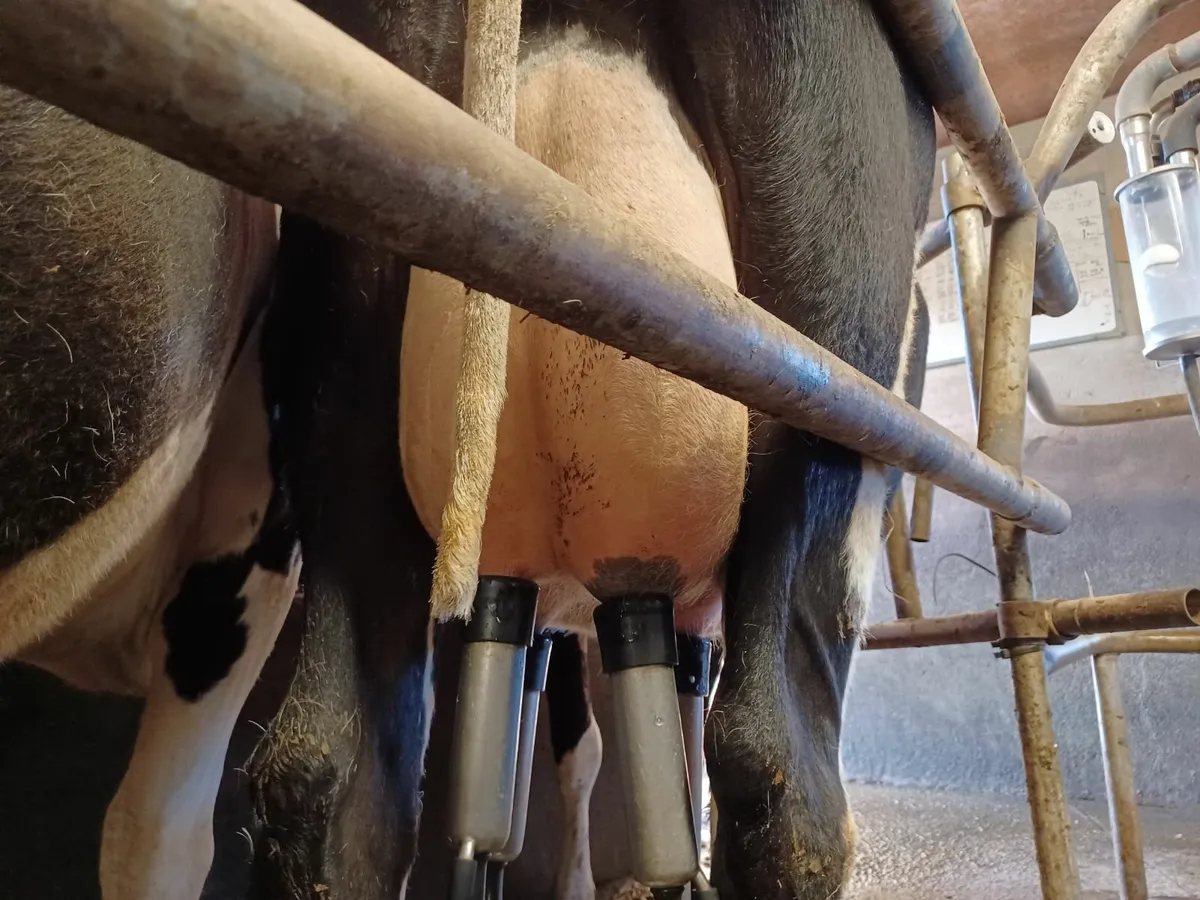 Dairy cartle - Image 3