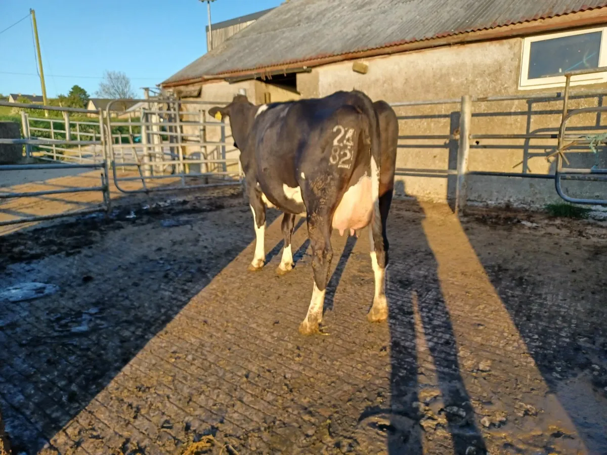 Dairy cartle - Image 4