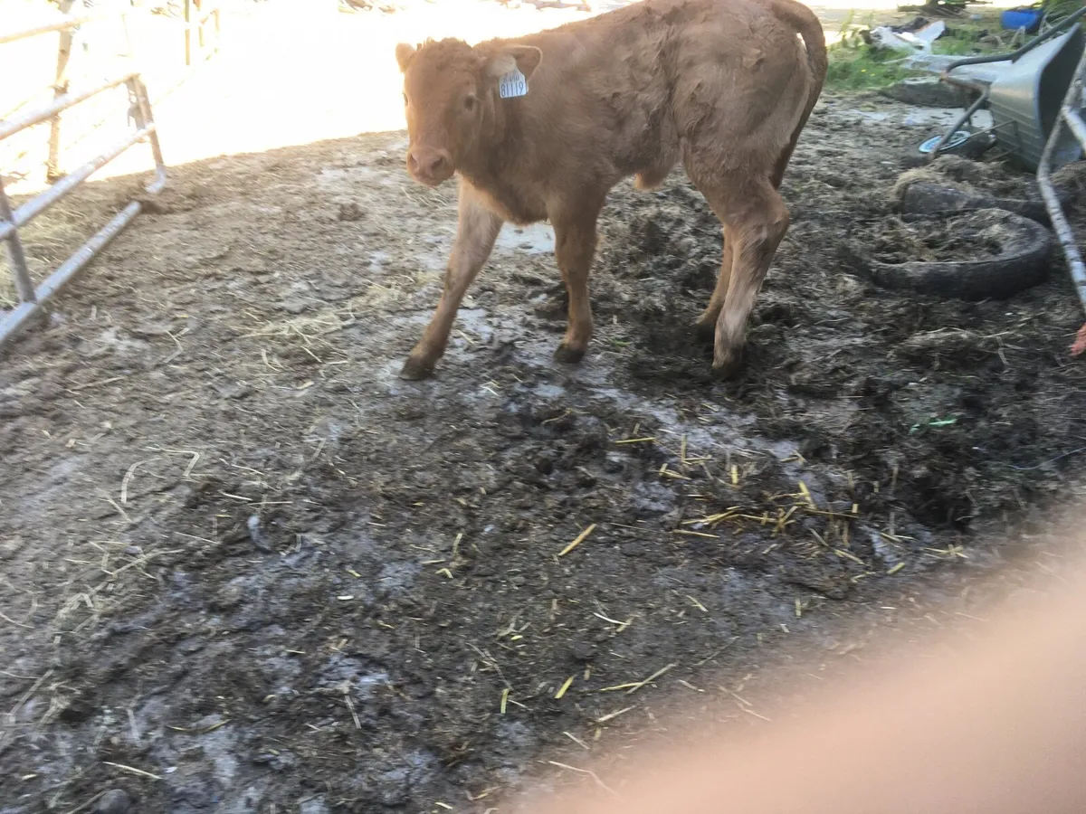 Super pedigree Limousin heifer calf - Image 2