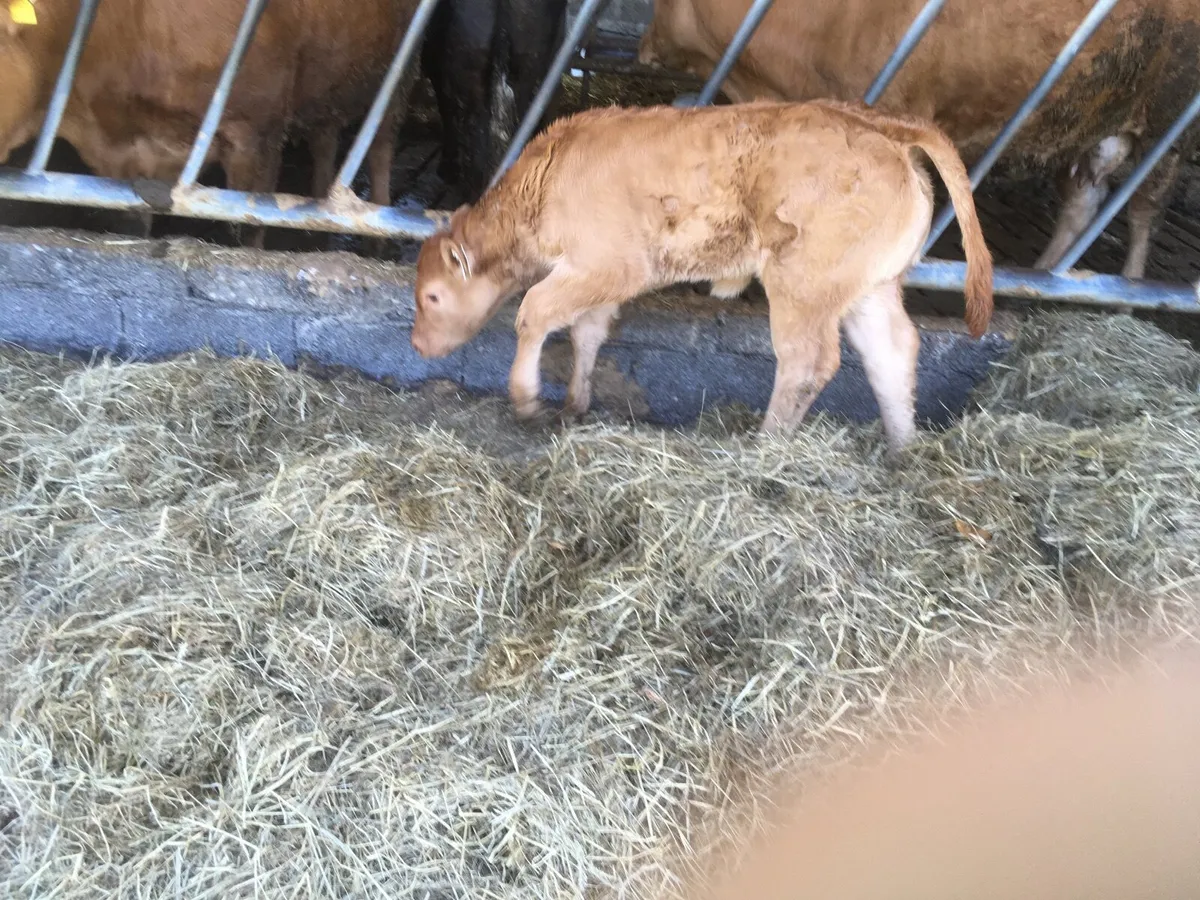 Super pedigree Limousin heifer calf - Image 1
