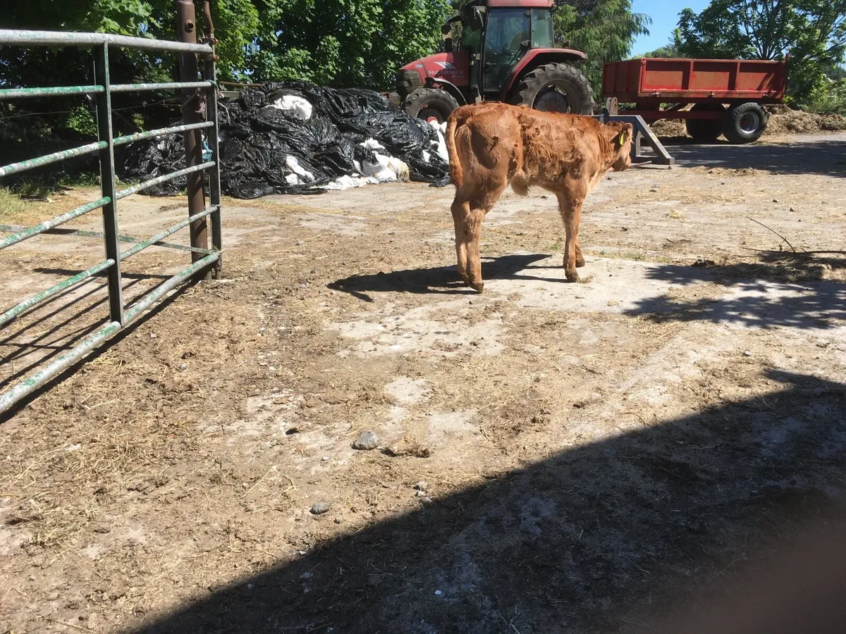 Super pedigree Limousin heifer calf - Image 3