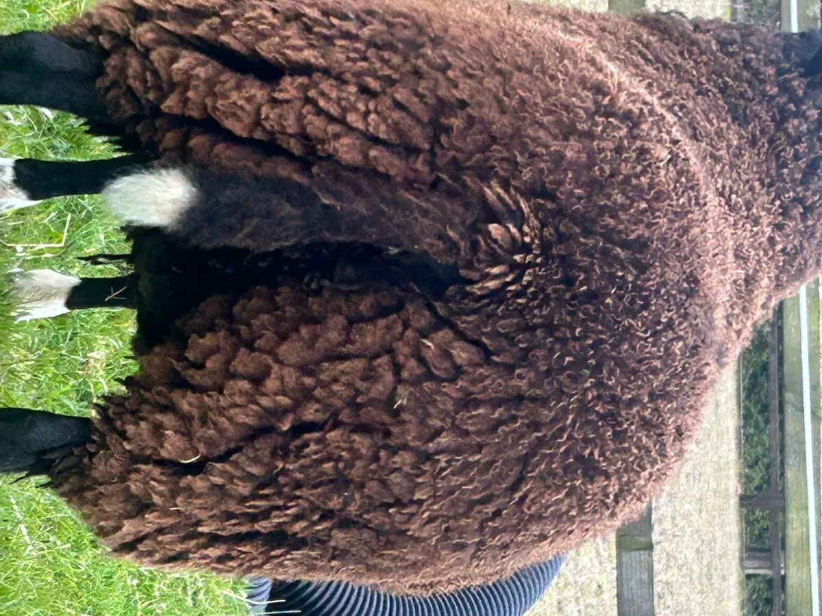 Zwartbles Sheep - Image 2