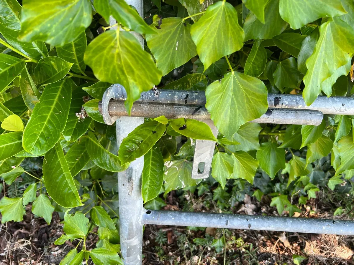 Gate - Image 2