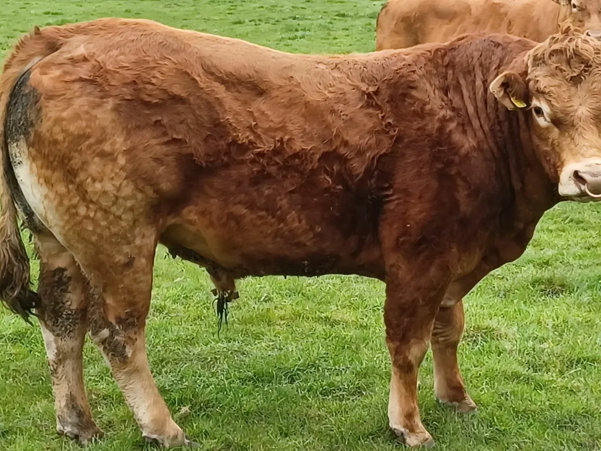 Pure-bred Limousin Bulls - Image 1