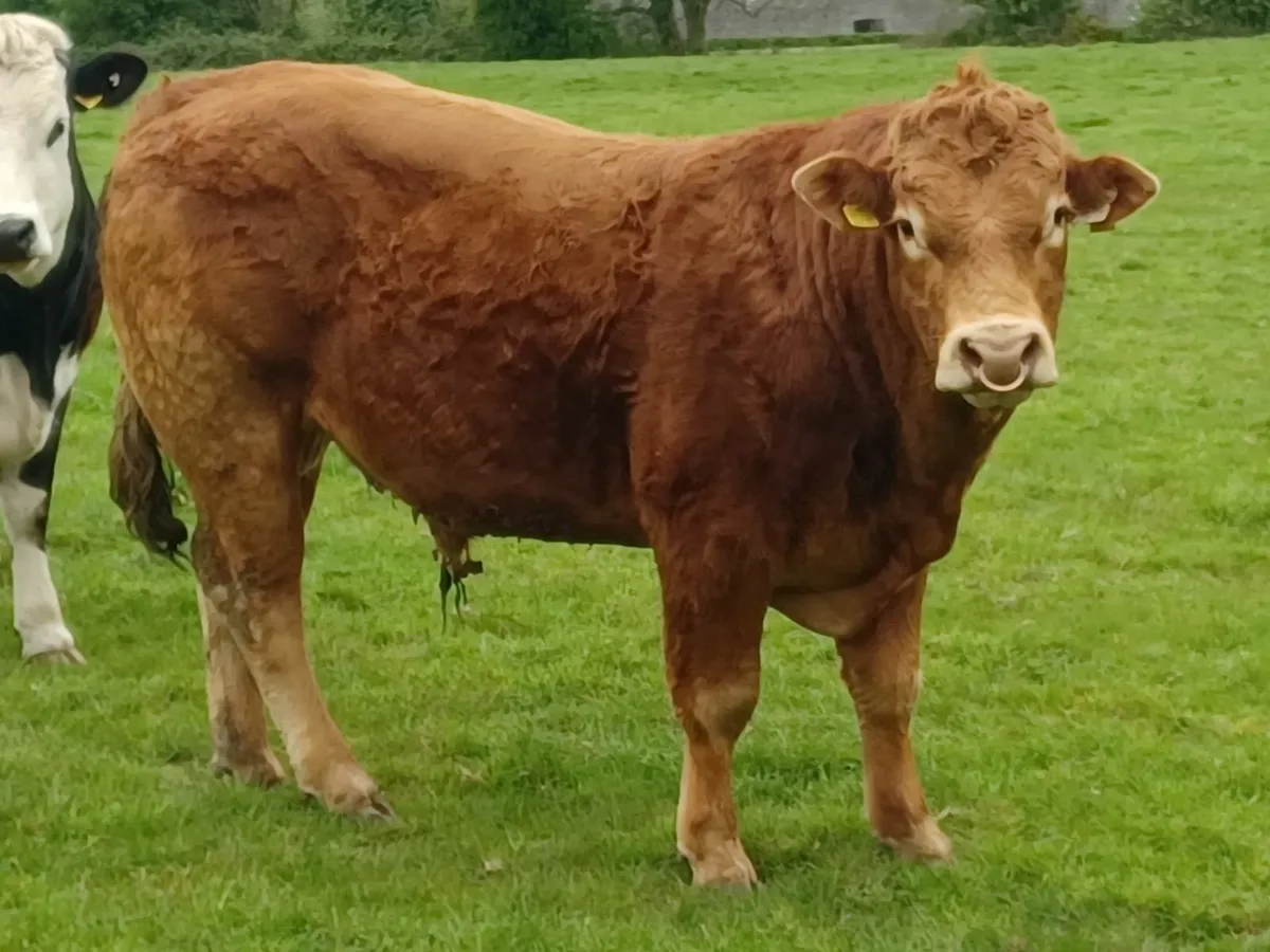 Pure-bred Limousin Bulls - Image 2