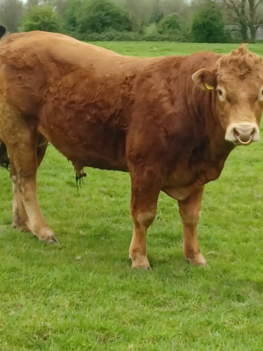 Pure-bred Limousin Bulls - Image 3