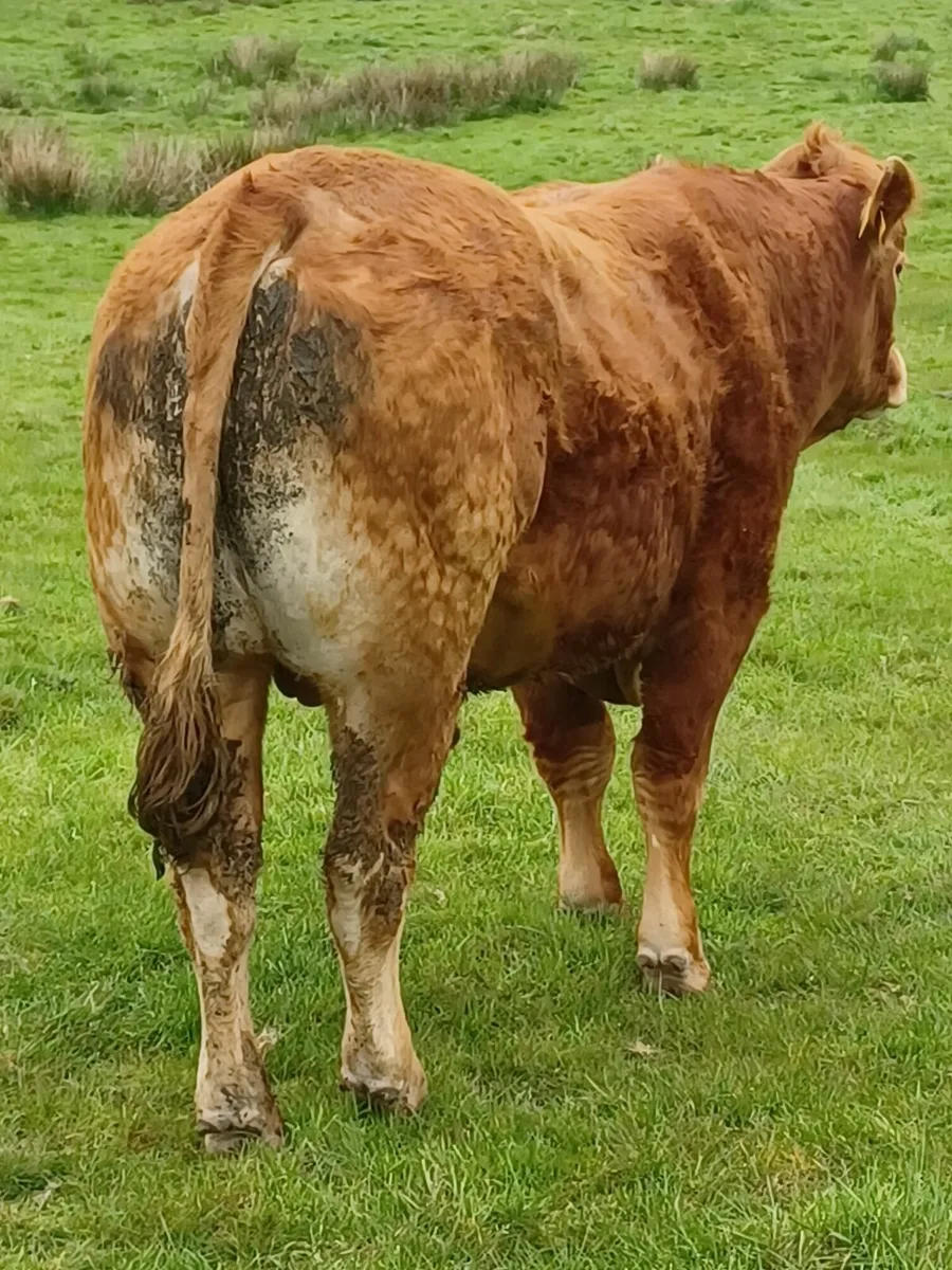 Pure-bred Limousin Bulls - Image 4