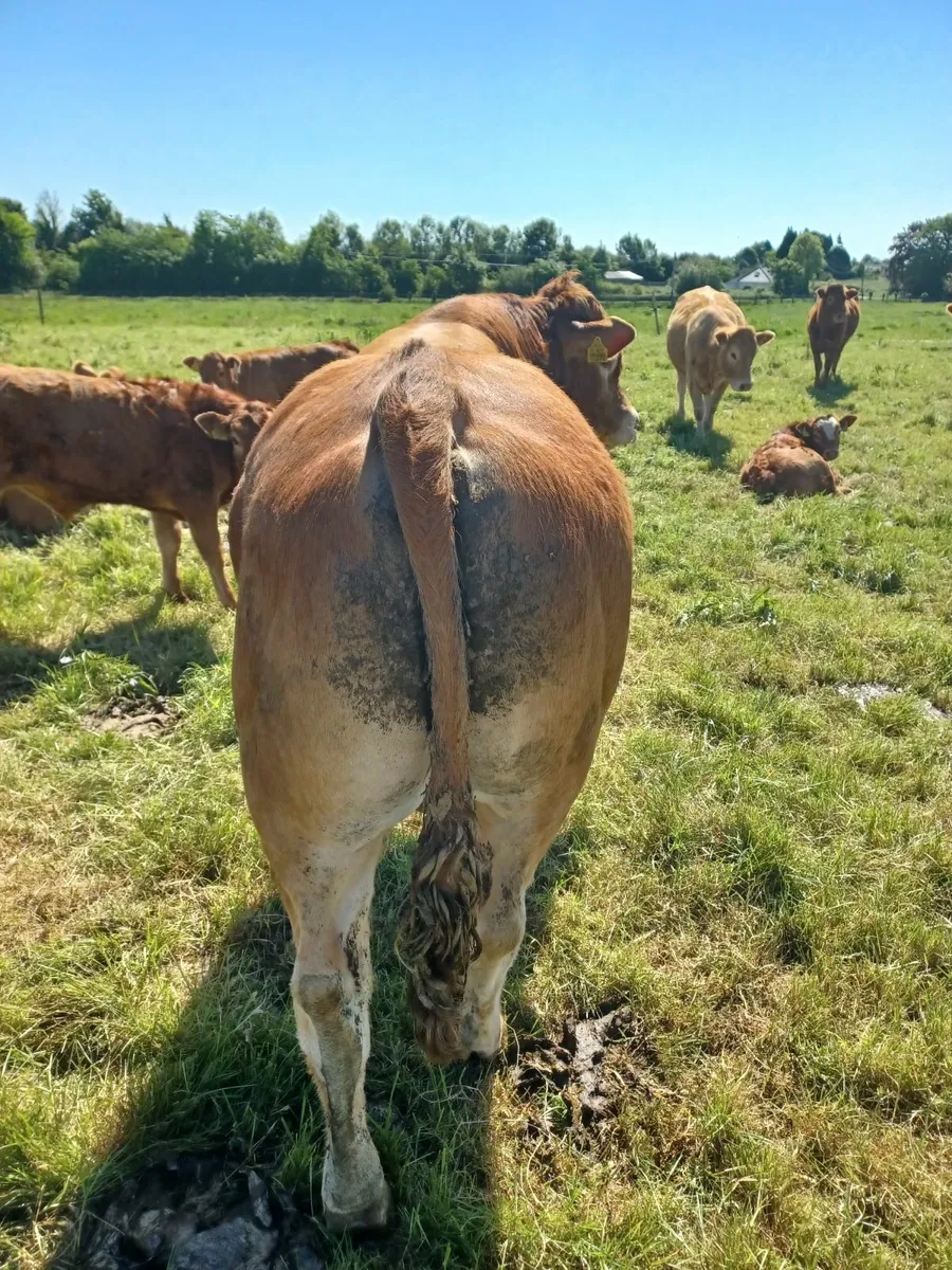 Pure-bred Limousin Bull - Image 1