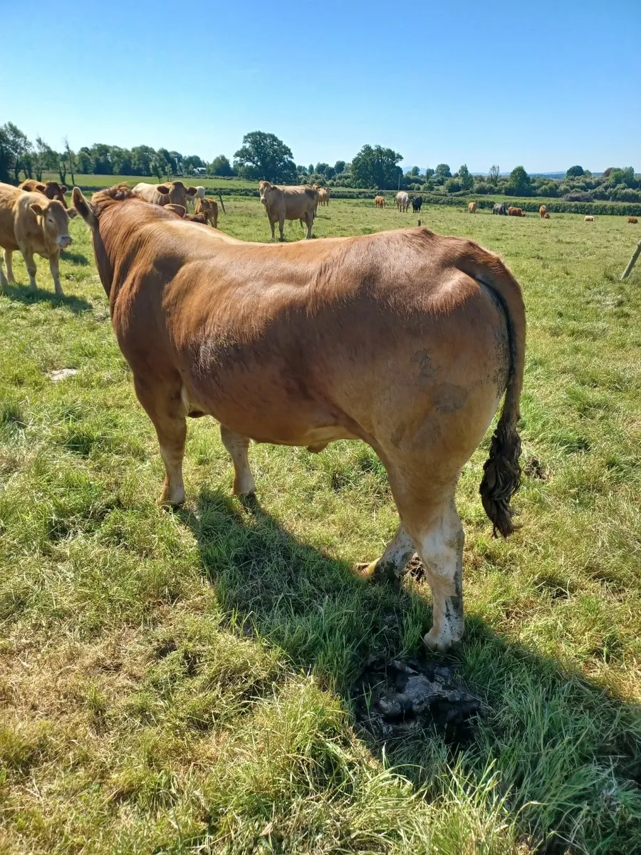 Pure-bred Limousin Bull - Image 2