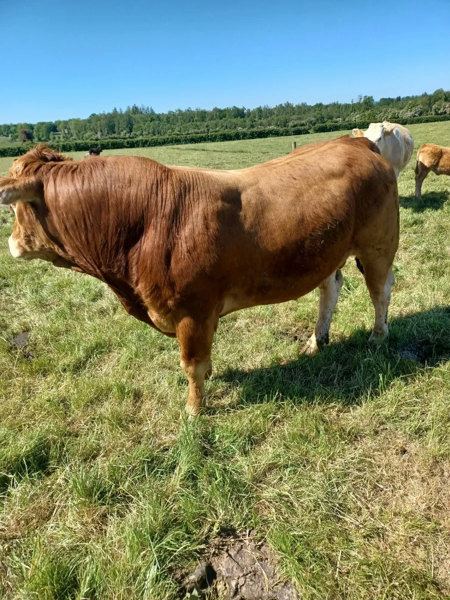 Pure-bred Limousin Bull - Image 3