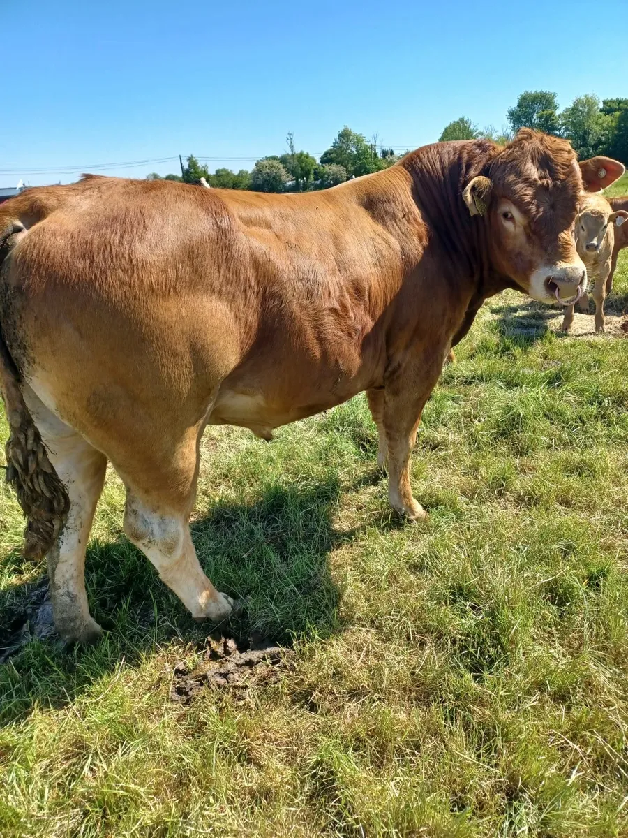 Pure-bred Limousin Bull - Image 4