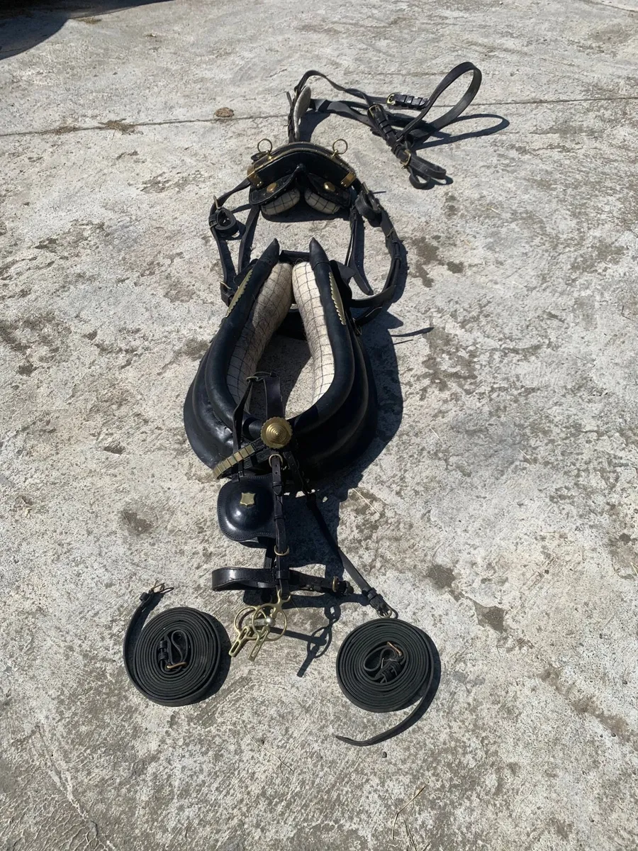 Horse - Image 2