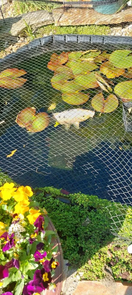 Fish - Image 1