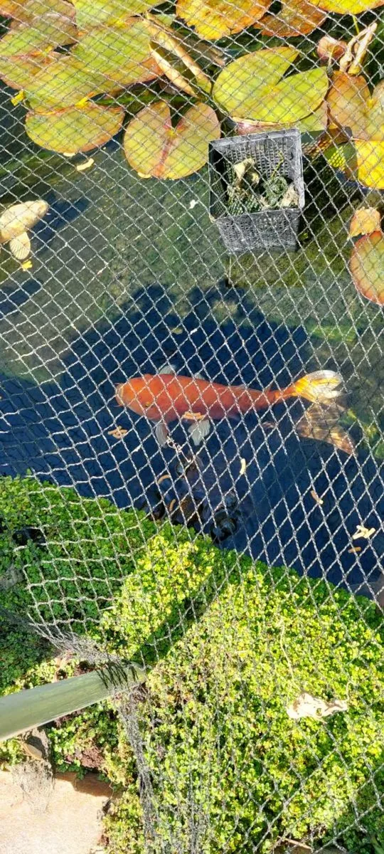 Fish - Image 2