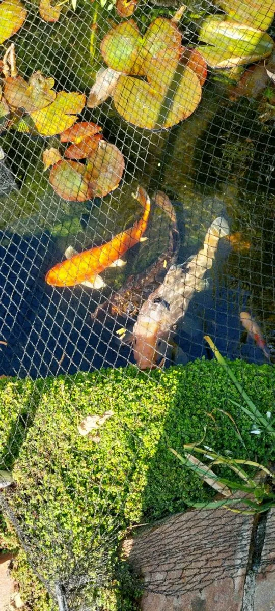 Fish - Image 3