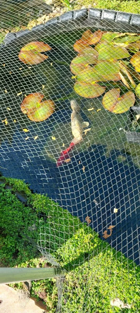 Fish - Image 4